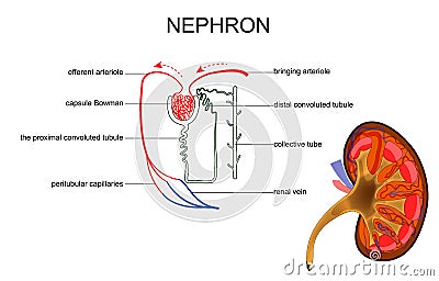 The structure of kidney and nephron Vector Illustration