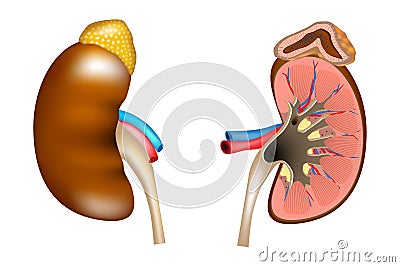 The structure of the kidneys and adrenal gland. Vector Illustration