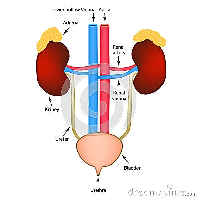 The structure of the kidneys and bladder. Excretory system. Infographics. Vector illustration on isolated background. Vector Illustration