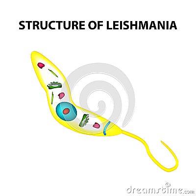 The structure of leishmania. Infographics. Vector illustration on isolated background. Vector Illustration