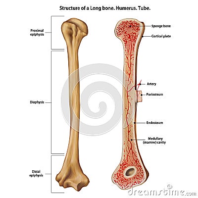 Structure of a Long bone. Stock Photo
