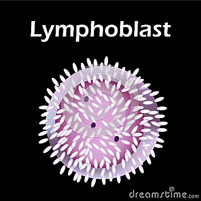 The structure of the lymphocyte. Lymphocytes blood cell. White blood cell immunity. Leukocyte. Infographics. Vector Vector Illustration