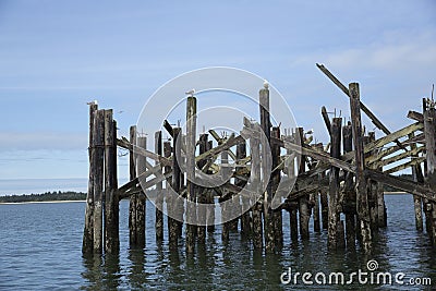 Structure made of wood columns set in the ocean perched all over with gulls and a blue sky behind Stock Photo