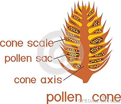 Structure of male pollen cone of pine with titles Stock Photo