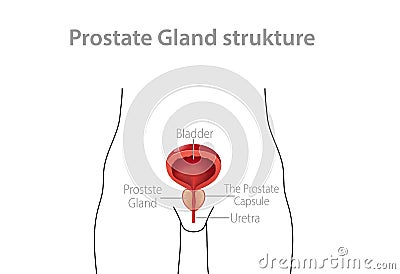 Structure of male prostate. Genitourinary internal anatomy of man with bladder and urethra prevention prostatitis. Vector Illustration