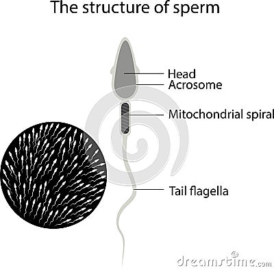 Structure of male sperm. The structure of the sperm Vector Illustration