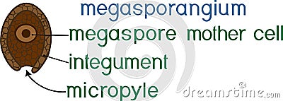 Structure of megasporangium of gymnosperm plant with titles Stock Photo