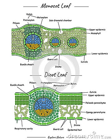 Structure of Monocot leaf and dicot leaf Cartoon Illustration