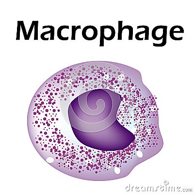 The structure of the monocyte. Monocytes blood cell. macrophage. White blood cell immunity. Leukocyte. Infographics Vector Illustration