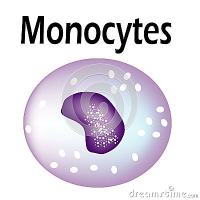 The structure of the monocyte. Monocytes blood cell. White blood cell immunity. Leukocyte. Infographics. Vector Vector Illustration