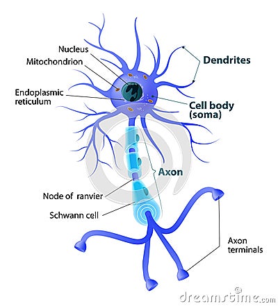 Structure of a motor neuron Vector Illustration