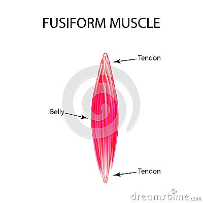 The structure of the muscle is fusiform. Infographics. Vector illustration on isolated background Vector Illustration