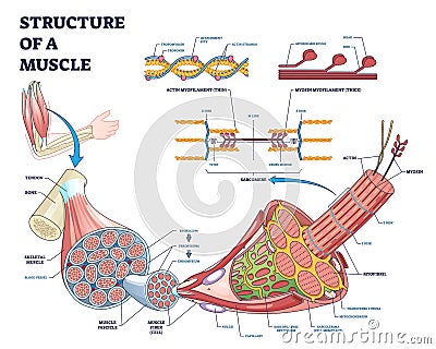 Structure of muscle with isolated myosin and actin closeup outline diagram Vector Illustration