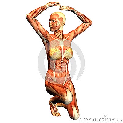 Structure of muscle of a sporty woman Cartoon Illustration