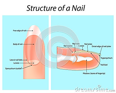 Structure of a Nail. Nail anatomy Vector Illustration