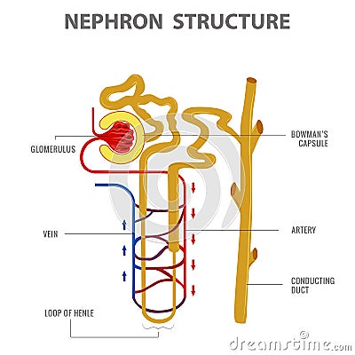 Scientific Designing of Nephron Structure in kidney vector illustration Vector Illustration