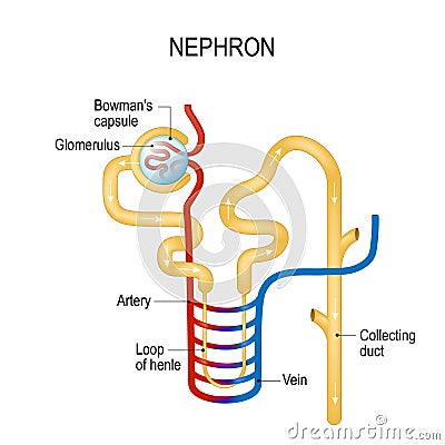 Structure of a Nephron. Formation of the urine Vector Illustration