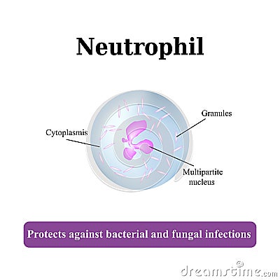 The structure of the neutrophil. Vector illustration Vector Illustration