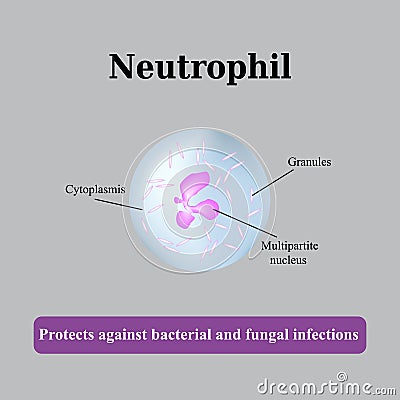 The structure of the neutrophil. Vector illustration Vector Illustration