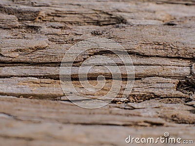 structure of old friable wood Stock Photo