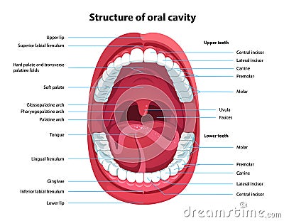 Structure of oral cavity. Human mouth anatomy Vector Illustration