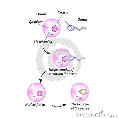 The structure of the ovum. The introduction of sperm into the ovum. Vector Illustration