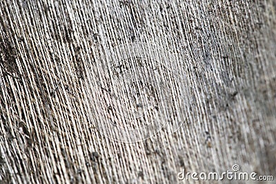 Structure of a palm tree Stock Photo