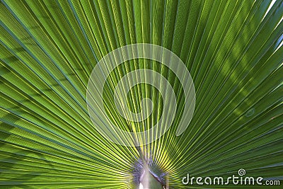 Structure of palm tree in morning sun Stock Photo