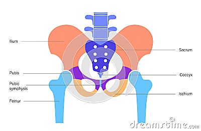 Pelvis bones and muscle Vector Illustration
