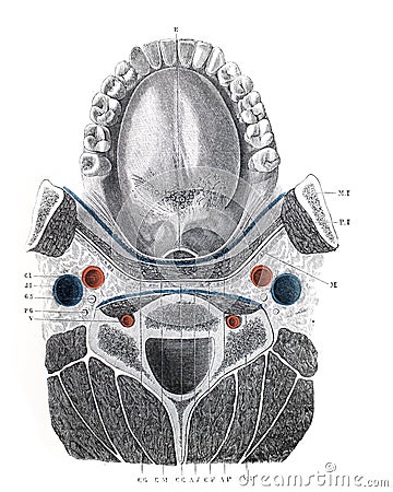 The structure of the pharynx with teeth and tongue in the old book The Human Body, by K. Bock, 1870, St. Petersburg Stock Photo