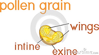 Structure of pine pollen grain with two sac wing Stock Photo