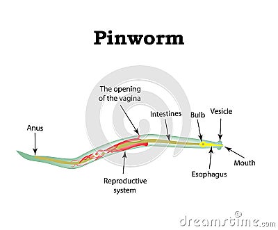 The structure of pinworms. Pinworm. Vector illustration on isolated background Vector Illustration