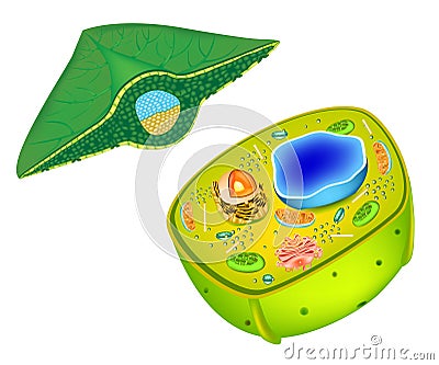 Structure of a plant cell. Cells present in green plants, photosynthetic eukaryotes. Leaf Cross Section Plant Vector Illustration