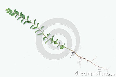 Structure of a plant Stock Photo