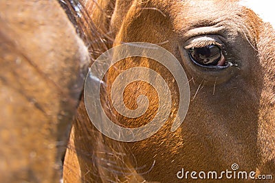 Horses eye closeup. Stock Photo