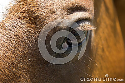 Horses eye closeup. Stock Photo