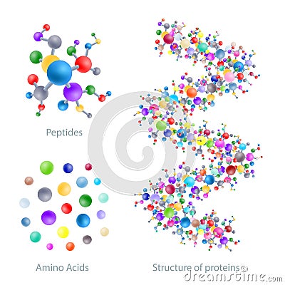 Structure of protein, peptides, amino acids, vector Vector Illustration