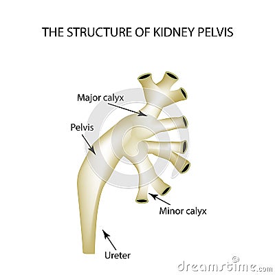 Structure of the renal pelvis. Infographics Vector illustration on isolated background Vector Illustration