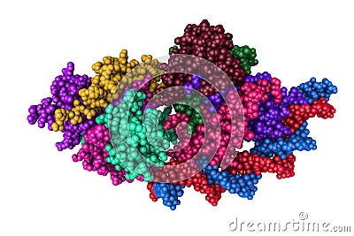 Structure of Rep-DNA complex. Space-filling molecular model on white background. Rendering with differently colored Cartoon Illustration
