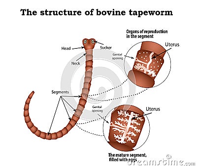 The structure of the reproductive organs of bovine tapeworm. Infographics. Vector illustration on isolated background Vector Illustration