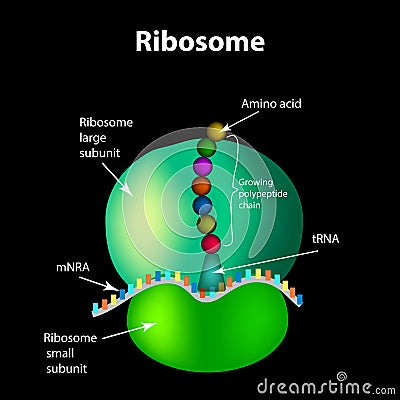 The structure of the ribosome. Infographics. Vector illustration Cartoon Illustration