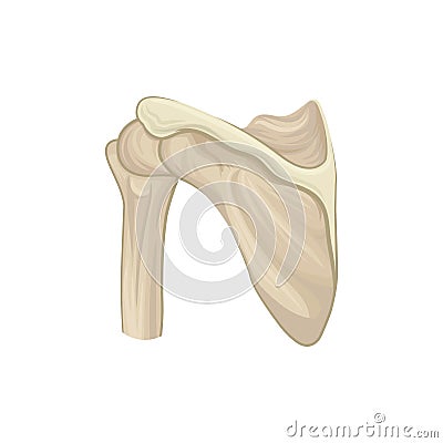 Structure of scapula, shoulder blade or wing bone. Part of human skeleton. Design for infographic, medical poster or Vector Illustration