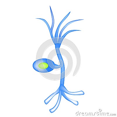 The structure of the sensory neuron. Infographics. Vector illustration on isolated background Vector Illustration