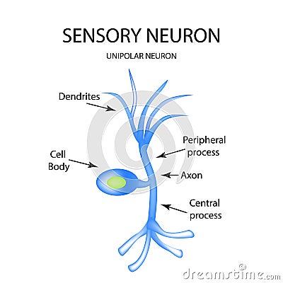 The structure of the sensory neuron. Infographics. Vector illustration on isolated background Vector Illustration