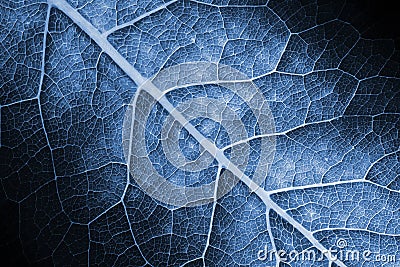 The structure of the leaf with a bluish backlight close up Stock Photo