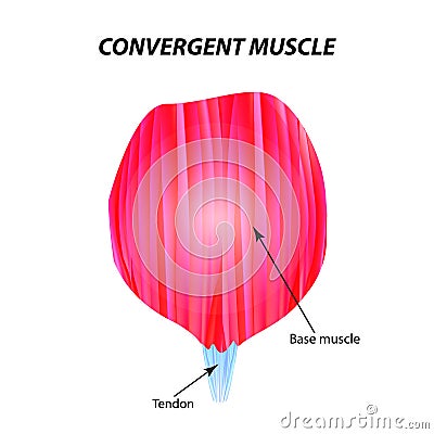 The structure of skeletal muscle. Convergent muscle. Tendon. Infographics. Vector illustration on isolated background. Vector Illustration