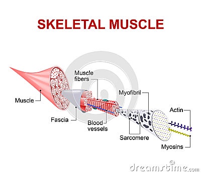 Structure of skeletal muscle Vector Illustration