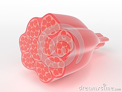 Structure of skeletal muscle Stock Photo