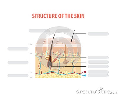 Structure of the skin info blank illustration vector on white ba Vector Illustration