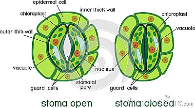 Structure of stomatal complex with open and closed stoma with titles Stock Photo